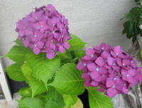 華
